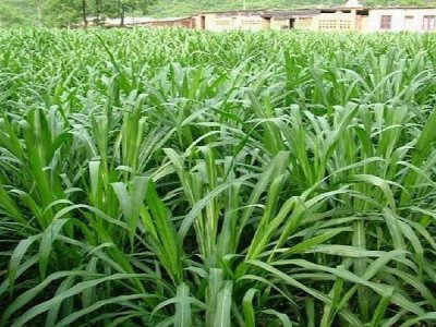 绿肥草籽可以喂牛吗？