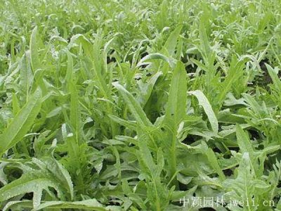 100只羊要种几亩牧草呢？