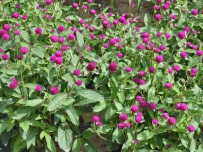 草花种子播种后可以打封闭吗？