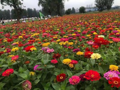 草花种子播种时间