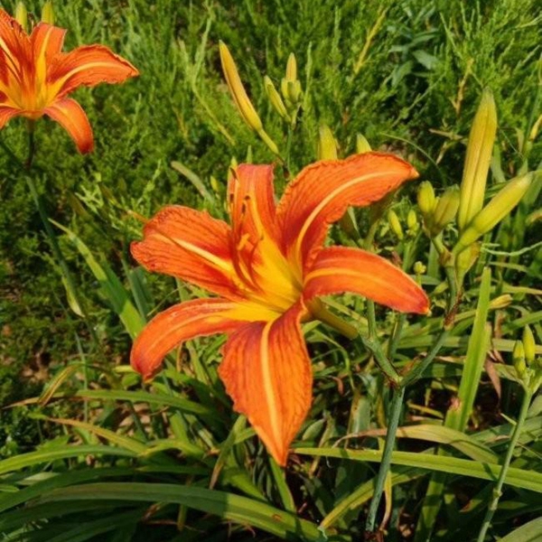 1675747861350567.jpg 大花萱草.jpg