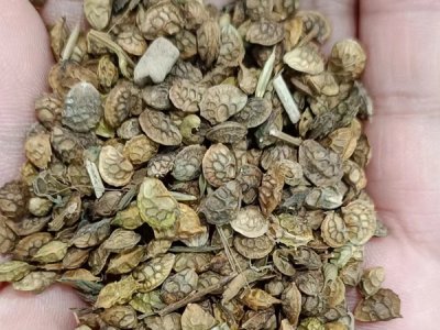 草花种子价格批发