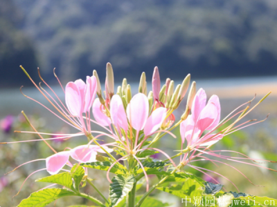 大面积草花种子播种方式