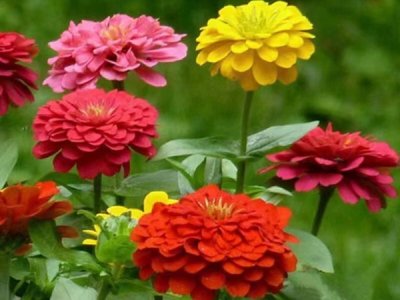 播草花种子多少钱每平方？