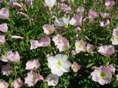 春天散播草花种子