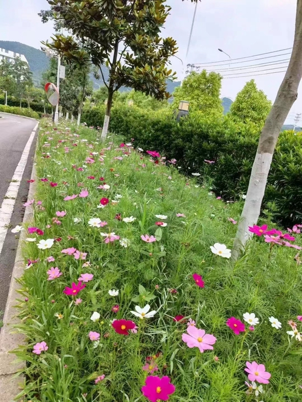 1675921478311764.jpg 格桑花.jpg