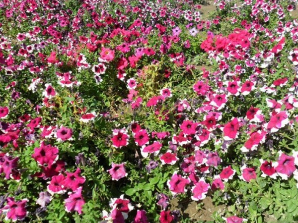 1675941385373426.jpg 牵牛花12.jpg
