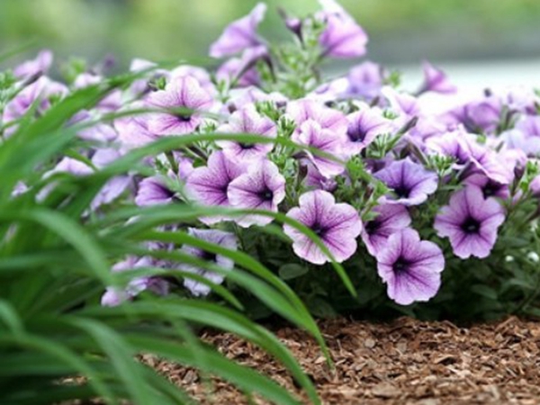 1675941399614504.jpg 牵牛花15.jpg