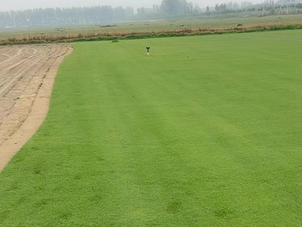 1675944545637125.jpg 草坪09.jpg