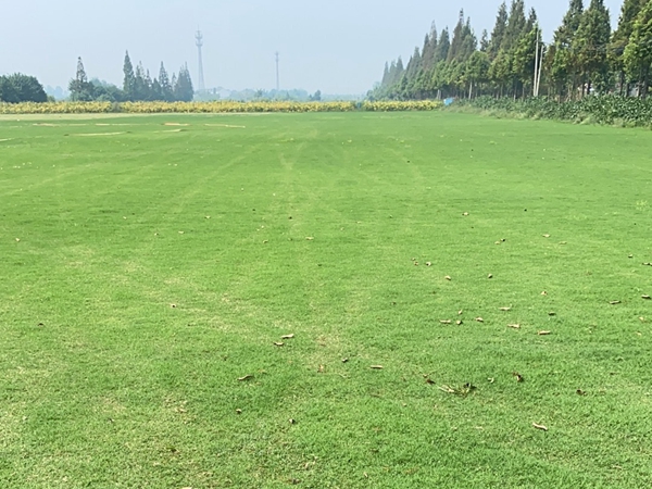 1675944561205917.jpg 草坪020.jpg