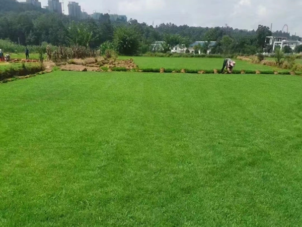 1675944582331178.jpg 草坪07.jpg