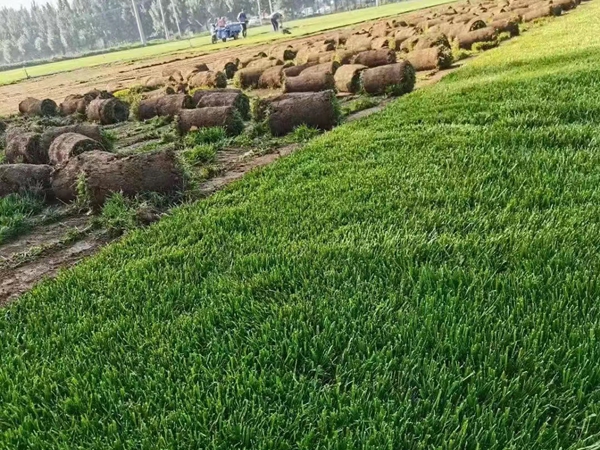 1675944634923789.jpg 草坪02.jpg