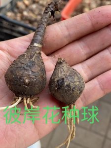 草花种子放多长时间就不发芽
