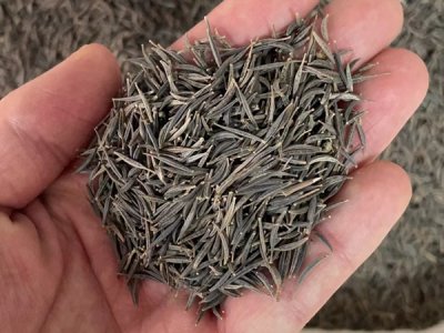 草花种子什么品种最好？