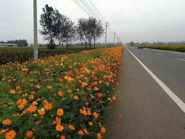1676033906721511.jpg 格桑花6.jpg