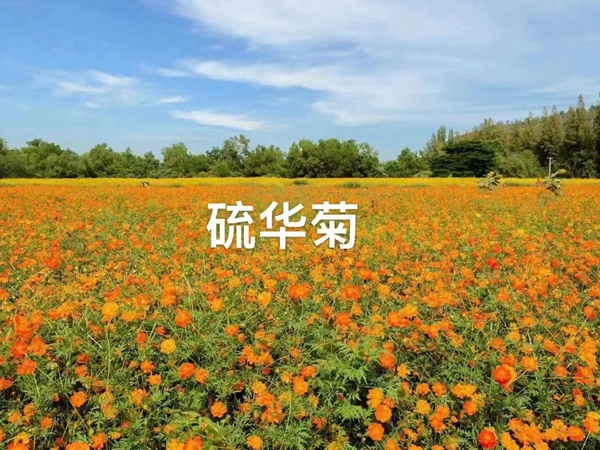 1676033918796304.jpg 硫华菊.jpg