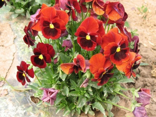 1676033965910748.jpg 三色旋花7.jpg