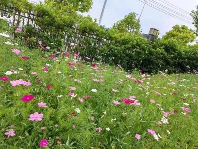 适合7月播种的庭院草花种子
