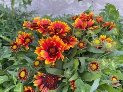 夏季草花种子怎么种？