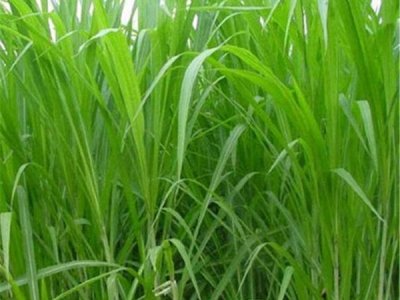 养羊专用牧草种子