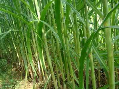 四季牧草种子批发价格是多少？