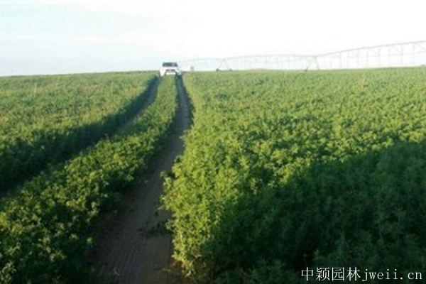 1676292962298270.jpg 沙打旺种子7.jpg