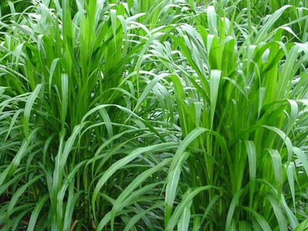 皇竹草种子3.jpg
