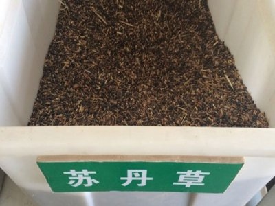 苏丹草几月份种？