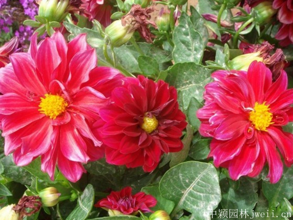1676719857460861.jpg 小丽花4.jpg