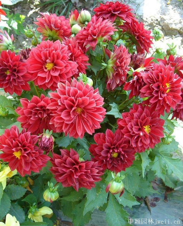 1676719904388848.jpg 小丽花10.jpg