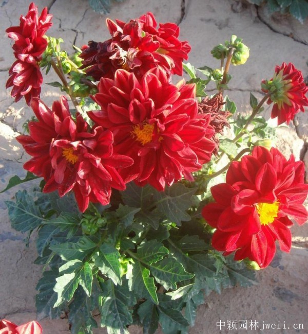 1676719920477085.jpg 小丽花13.jpg