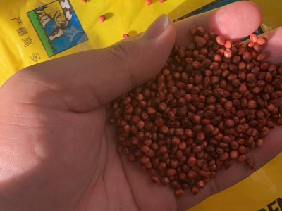 甜高粱亩产多少公斤？