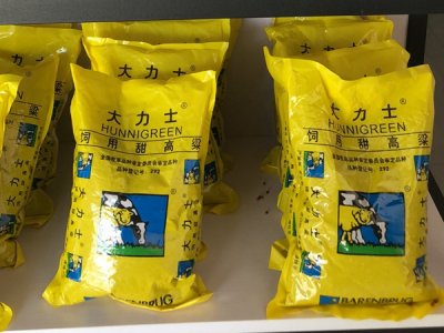 高粱可以留种吗？