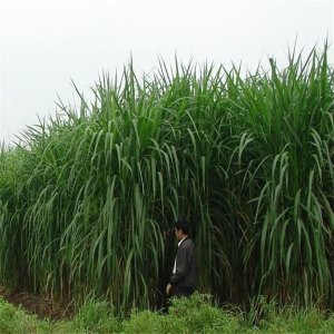 甜高粱牧草种植技术