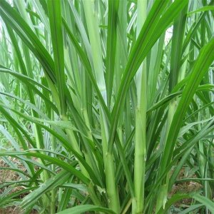 甜高粱牧草多少钱一吨？