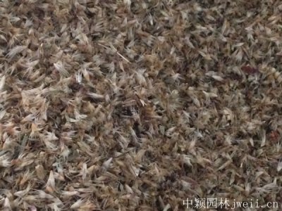 怎么样促进种子发芽
