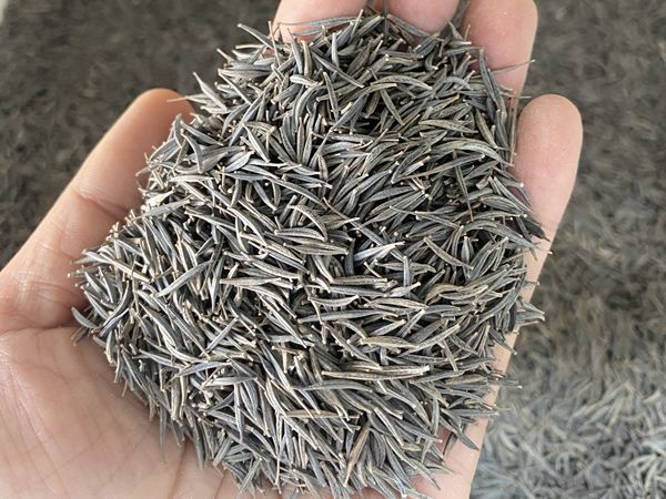 波斯菊种子.jpg