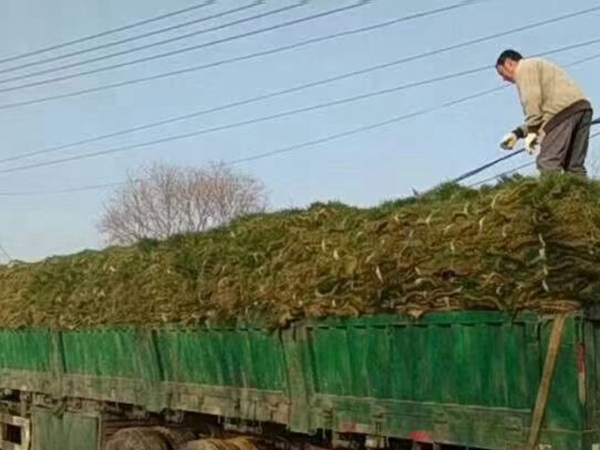 1680168825148672.jpg 草坪25_副本.jpg