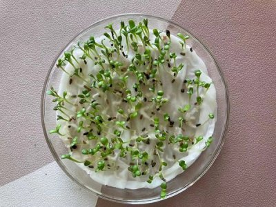 草坪草种子处理及发芽试验