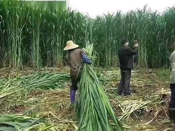 甜高梁4.jpg