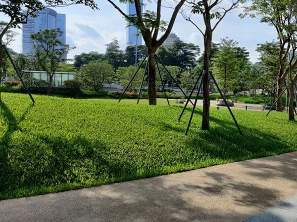 草坪15_副本.jpg