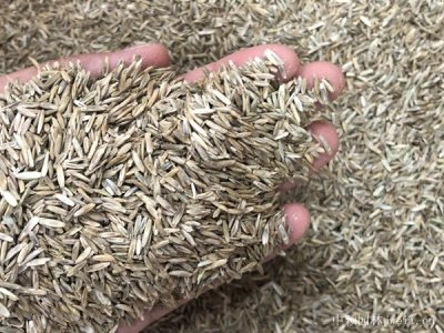河北直销牧草种子批发