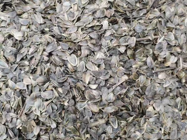 串叶松香草2.jpg