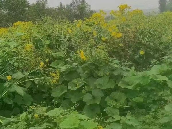 串叶松香草.jpg