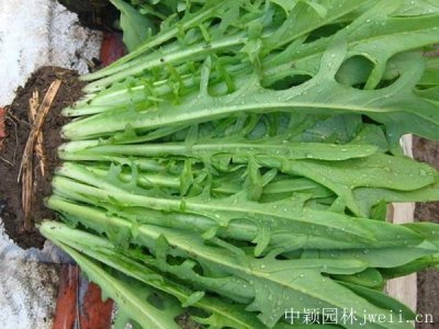养鹅牧草种子批发价格