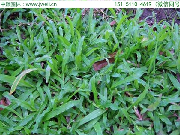 大叶油草4.jpg