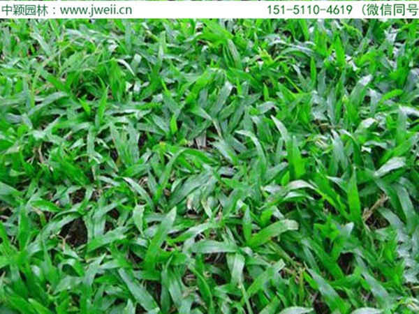 大叶油草5.jpg