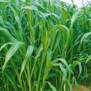 四川哪里有牧草种子批发公司