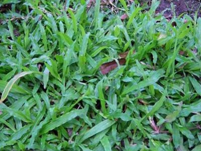 广州大叶油草坪种子培育基地