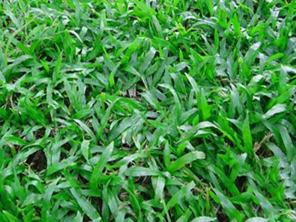 大叶油草5.jpg